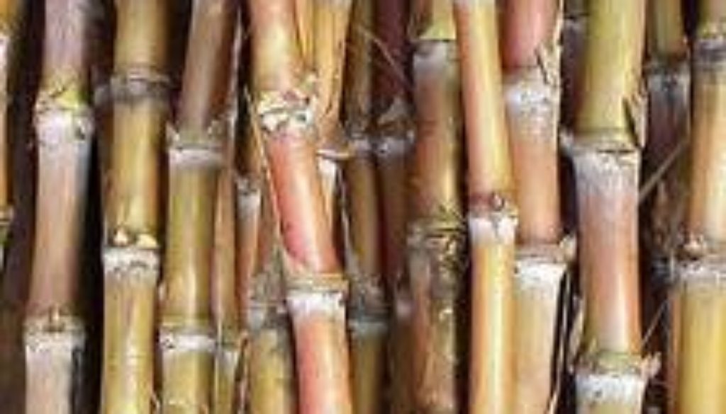 policosanol_sugar_cane