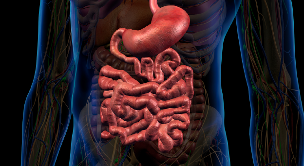 intestine1a